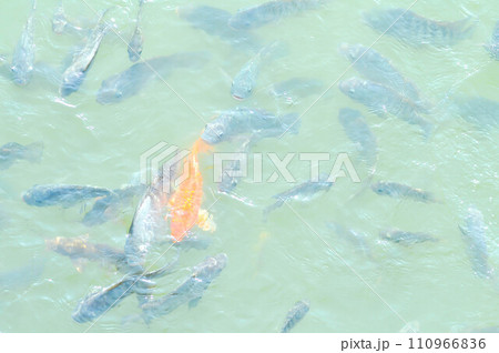 Nile Tilapia., Oreochromis niloticus ,Linnaeus and carp 110966836