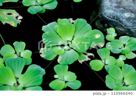 pistia or pistia stratiotes or Water hyacinth pistia or pistia stratiotes or Water hyacinth 110966840