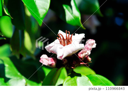 Strophanthus Gratus or STROPHANTHUS GRATUS HOOK BAILL, CREAM FRUIT or APOCYNACEAE 110966843
