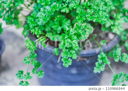 Coriander ,Coriandrum sativum L or APIACEAE or UMBELLIFERAE plant Coriander ,Coriandrum sativum L or APIACEAE or UMBELLIFERAE plant 110966844