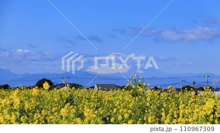 菜の花畑のある風景 菜の花畑のある風景 110967309
