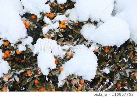 雪の積もったキンカン 110967758