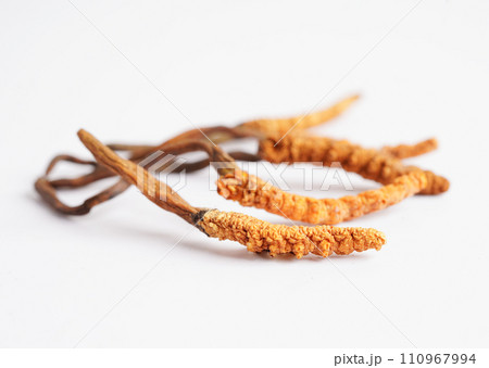 Cordyceps sinensis or Ophiocordyceps sinensis isolated on white background, mushroom herb treatment medicine.. 110967994