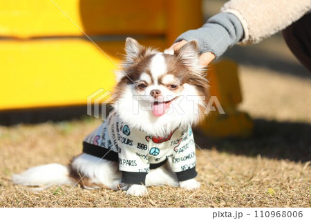 人に甘えて、撫ぜられて嬉しそうなチワワ 人に甘えて、撫ぜられて嬉しそうなチワワ 110968006