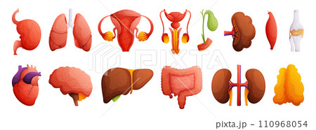 Set of illustrations of human organs. Heart, liver, kidneys, spleen, bone, brain, intestines, muscle, gall bladder, female and male reproductive system. High detail Cartoon style. 110968054