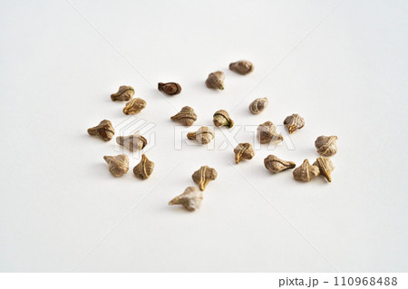 オキナワスズメウリの種(冬、一月) オキナワスズメウリの種(冬、一月) 110968488