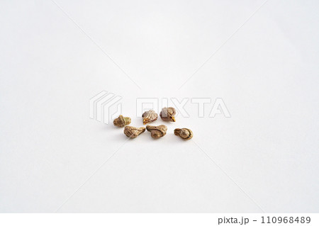 オキナワスズメウリの種（冬、一月） 110968489