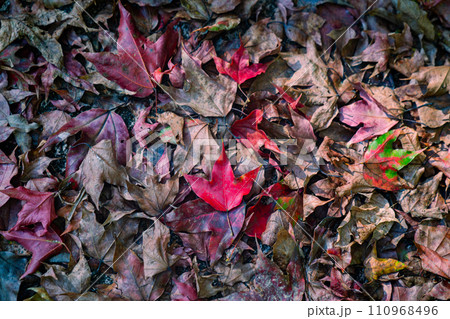 In autumn the leaves change color. 110968496