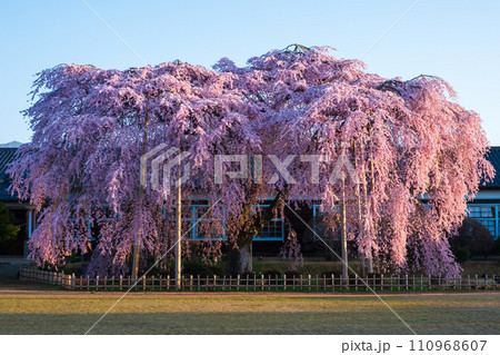杵原学校の枝垂れ桜(朝) 杵原学校の枝垂れ桜(朝) 110968607