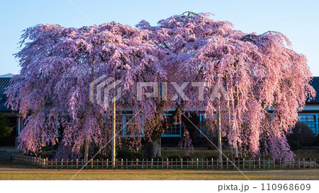 杵原学校の枝垂れ桜（朝） 110968609