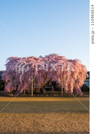 杵原学校の枝垂れ桜(朝) 杵原学校の枝垂れ桜(朝) 110968614
