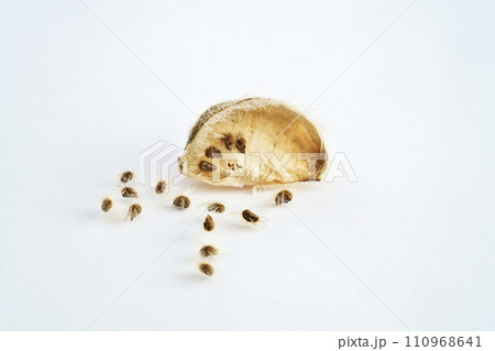 茶色いフヨウの蒴果と種子(冬、一月) 茶色いフヨウの蒴果と種子(冬、一月) 110968641