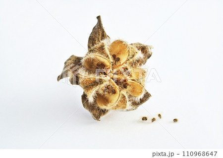 茶色いフヨウの蒴果と種子(冬、一月) 茶色いフヨウの蒴果と種子(冬、一月) 110968647