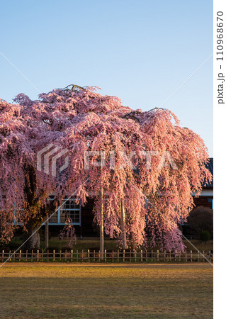 杵原学校の枝垂れ桜(朝) 杵原学校の枝垂れ桜(朝) 110968670