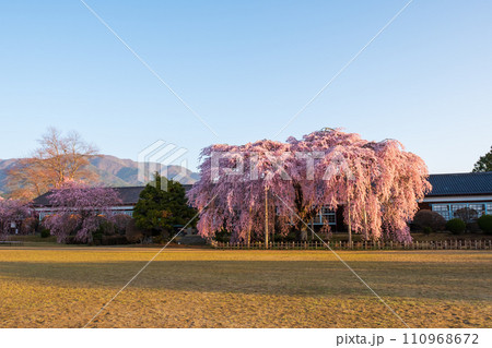 杵原学校の枝垂れ桜（朝） 110968672