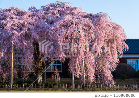 杵原学校の枝垂れ桜(朝) 杵原学校の枝垂れ桜(朝) 110968686