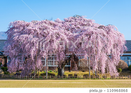 杵原学校の枝垂れ桜 110968868