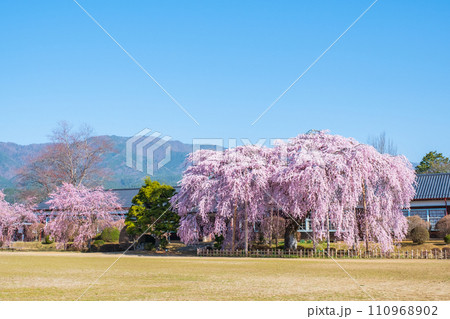 杵原学校の枝垂れ桜 110968902