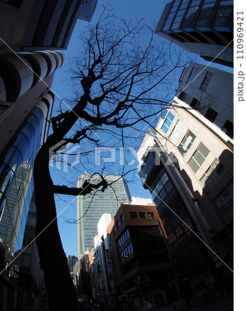 赤坂の街路樹_落葉の木と都市の風景 110969421