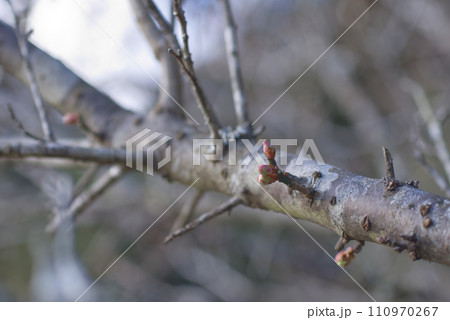 早春の里山で膨らみ始める梅のつぼみ 早春の里山で膨らみ始める梅のつぼみ 110970267
