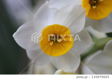 冬の庭に咲く白いフサザキスイセンの花 冬の庭に咲く白いフサザキスイセンの花 110970683