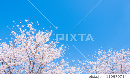 満開の桜と青空 110970714
