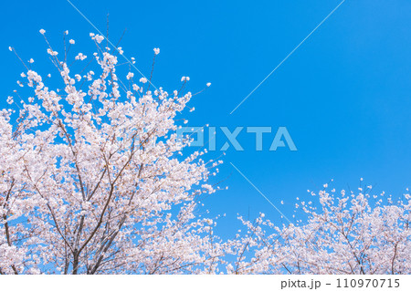 満開の桜と青空 満開の桜と青空 110970715