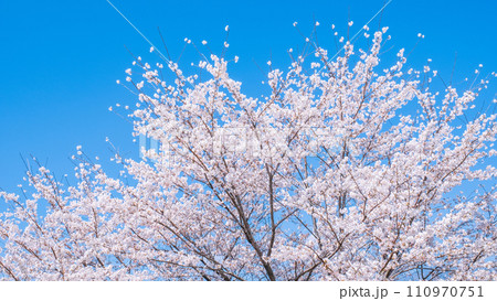 満開の桜と青空 満開の桜と青空 110970751