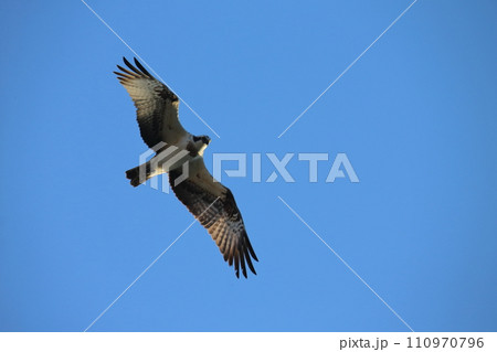 大牟田市　三池港　光の航路　飛翔するミサゴ、 110970796