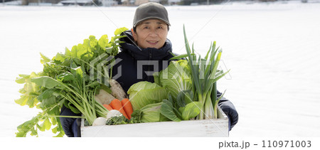 越冬野菜を持つ日本人女性、雪下野菜、農業 110971003