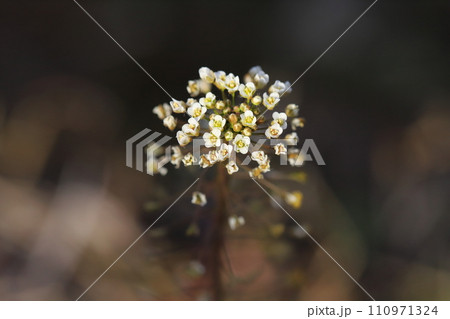 冬の野原に咲く白いナズナの花 冬の野原に咲く白いナズナの花 110971324