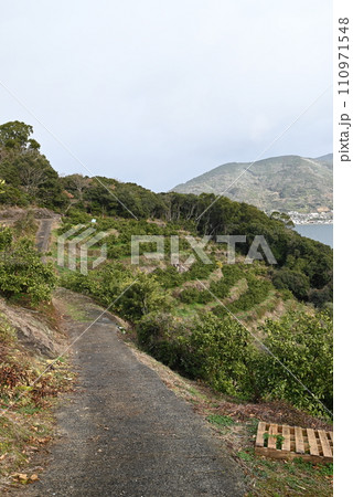 長崎の段々畑に続く道 110971548