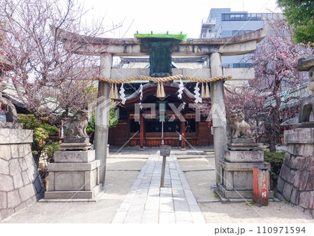 梅の花が咲き始めた菅大臣神社(京都) 梅の花が咲き始めた菅大臣神社(京都) 110971594
