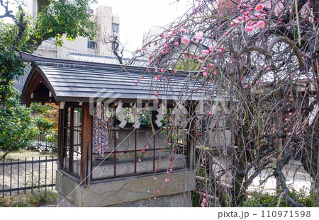 梅の花が咲き始めた菅大臣神社(京都) 梅の花が咲き始めた菅大臣神社(京都) 110971598