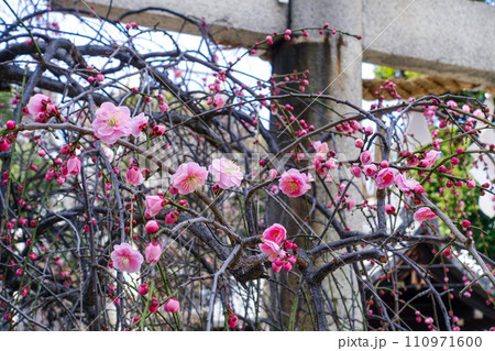 梅の花が咲き始めた菅大臣神社(京都) 梅の花が咲き始めた菅大臣神社(京都) 110971600