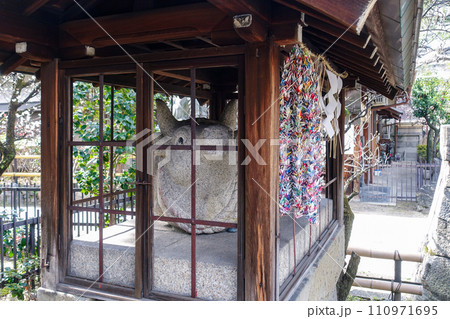 梅の花が咲き始めた菅大臣神社(京都) 梅の花が咲き始めた菅大臣神社(京都) 110971695