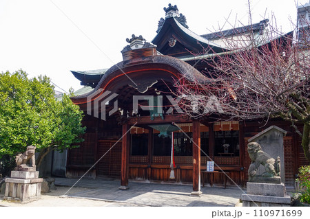 梅の花が咲き始めた菅大臣神社（京都） 110971699