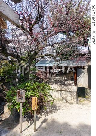 梅の花が咲き始めた菅大臣神社（京都） 110971700