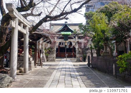 梅の花が咲き始めた菅大臣神社（京都） 110971701