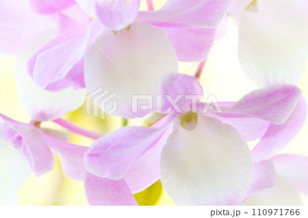 デンドロビウム 洋ラン ピンク色の花 ハマナレイク デンドロビウム 洋ラン ピンク色の花 ハマナレイク 110971766
