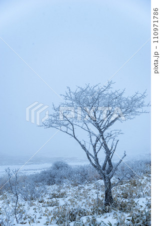 雪景色の高原の霧氷 雪景色の高原の霧氷 110971786