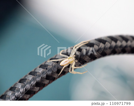 キンイロエビグモ 110971799