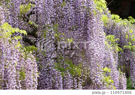 長藤　フジの花　長い花柄　日本的　紫色 110971806
