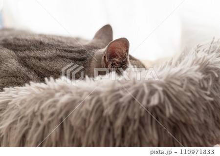 窓辺で眠る猫 サバトラ猫 窓辺で眠る猫 サバトラ猫 110971833