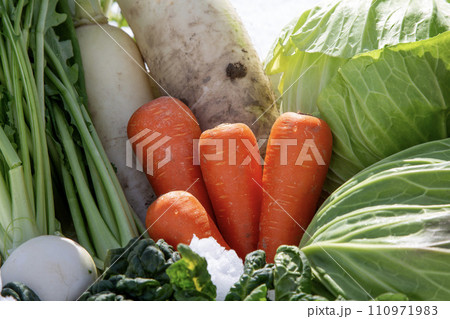 越冬野菜、雪下人参 110971983