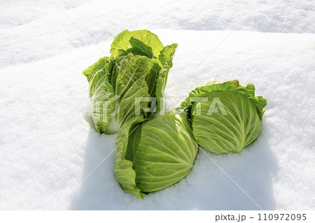 越冬野菜、雪下キャベツ、雪下白菜、雪下野菜 越冬野菜、雪下キャベツ、雪下白菜、雪下野菜 110972095