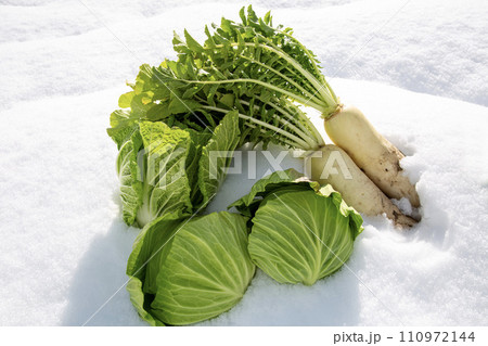 越冬野菜、雪下キャベツ、大根、白菜、雪下野菜、雪室野菜、日本の冬野菜 110972144