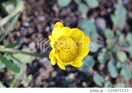 冬の庭に咲く黄色いクリサンセマム・ムルチコーレの花 110972153