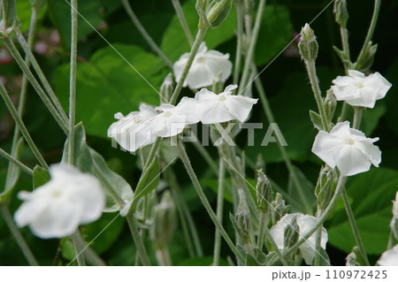 リクニス・コロナリア フランネルソウ リクニス・コロナリア フランネルソウ 110972425