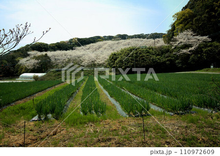桜とネギ畑の春の風景　 110972609